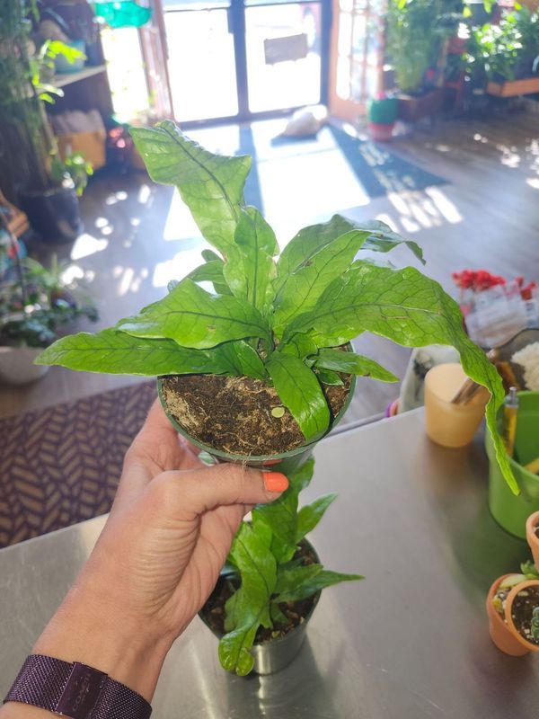 CROCODILE FERN 4&quot;