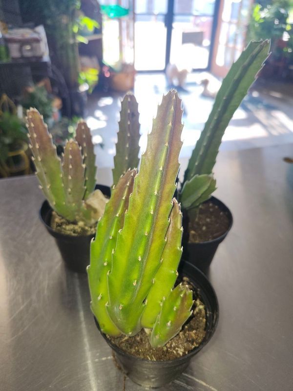SPAPALIA HIRASUTA CACTUS 4&quot;