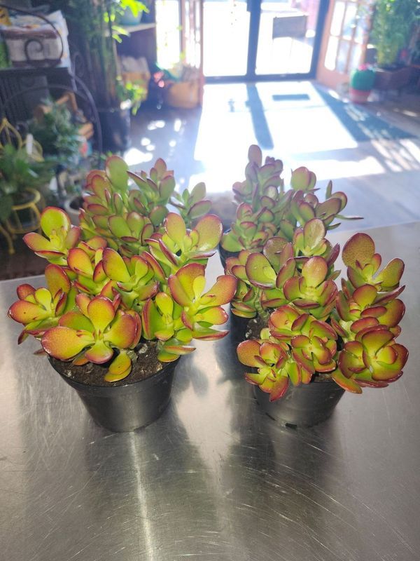 JADE 4&quot;