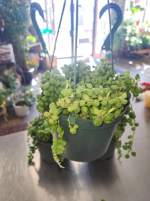 STRING OF PEARLS 6&quot; HB