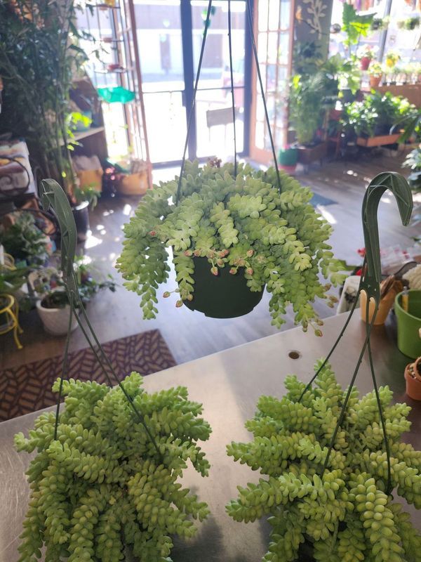 BURROW TAIL 6&quot; HB