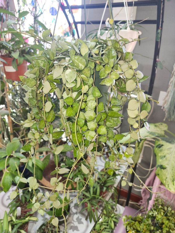 HOYA ESKIMO 6&quot; HB