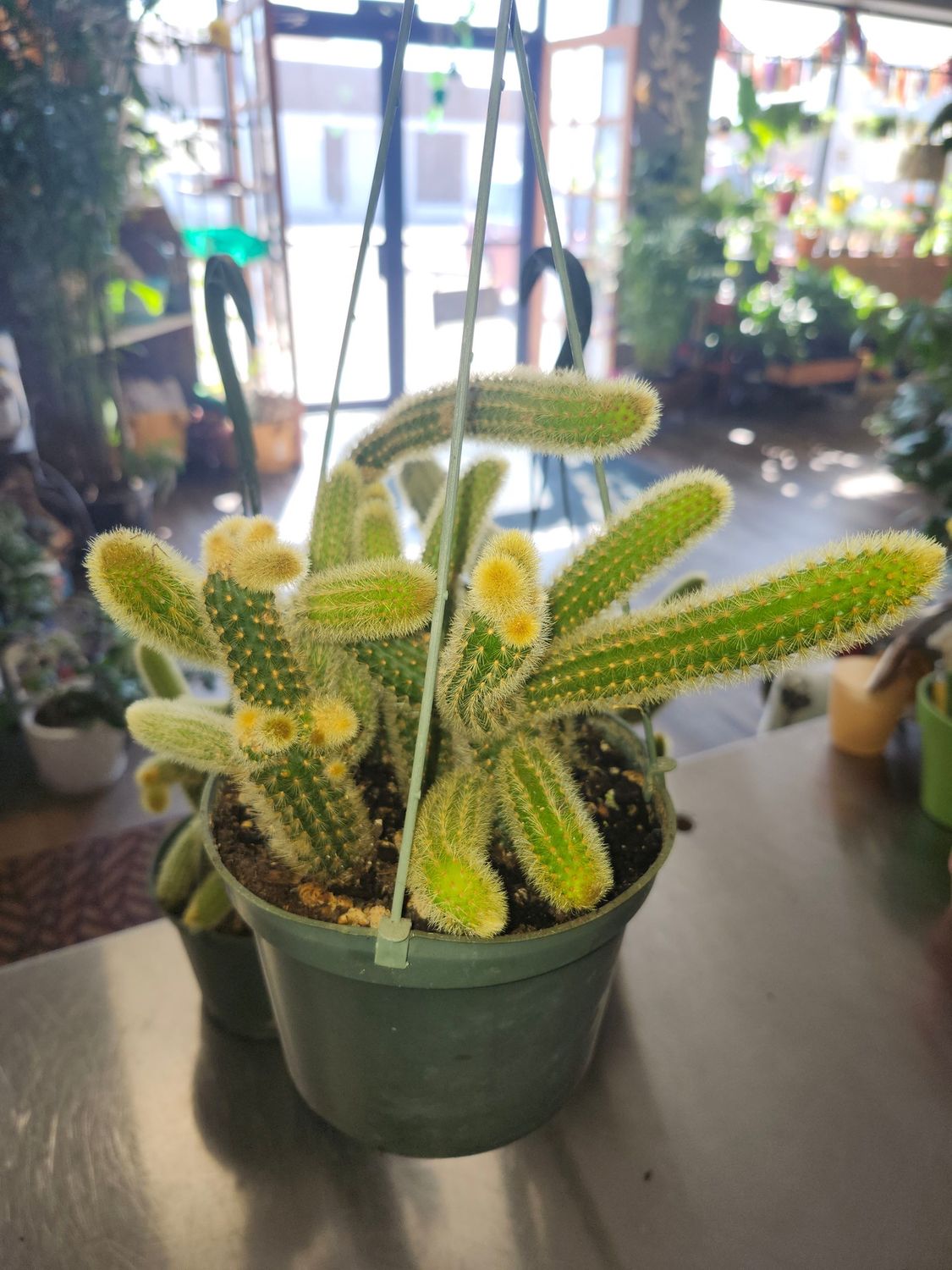 RAT TAIL CACTUS 6&quot;