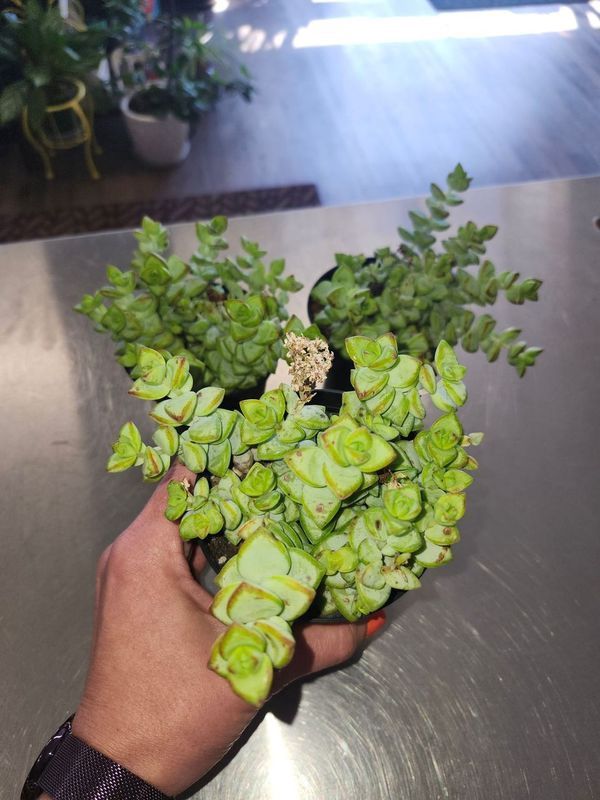 STRING OF BUTTONS 4&quot;