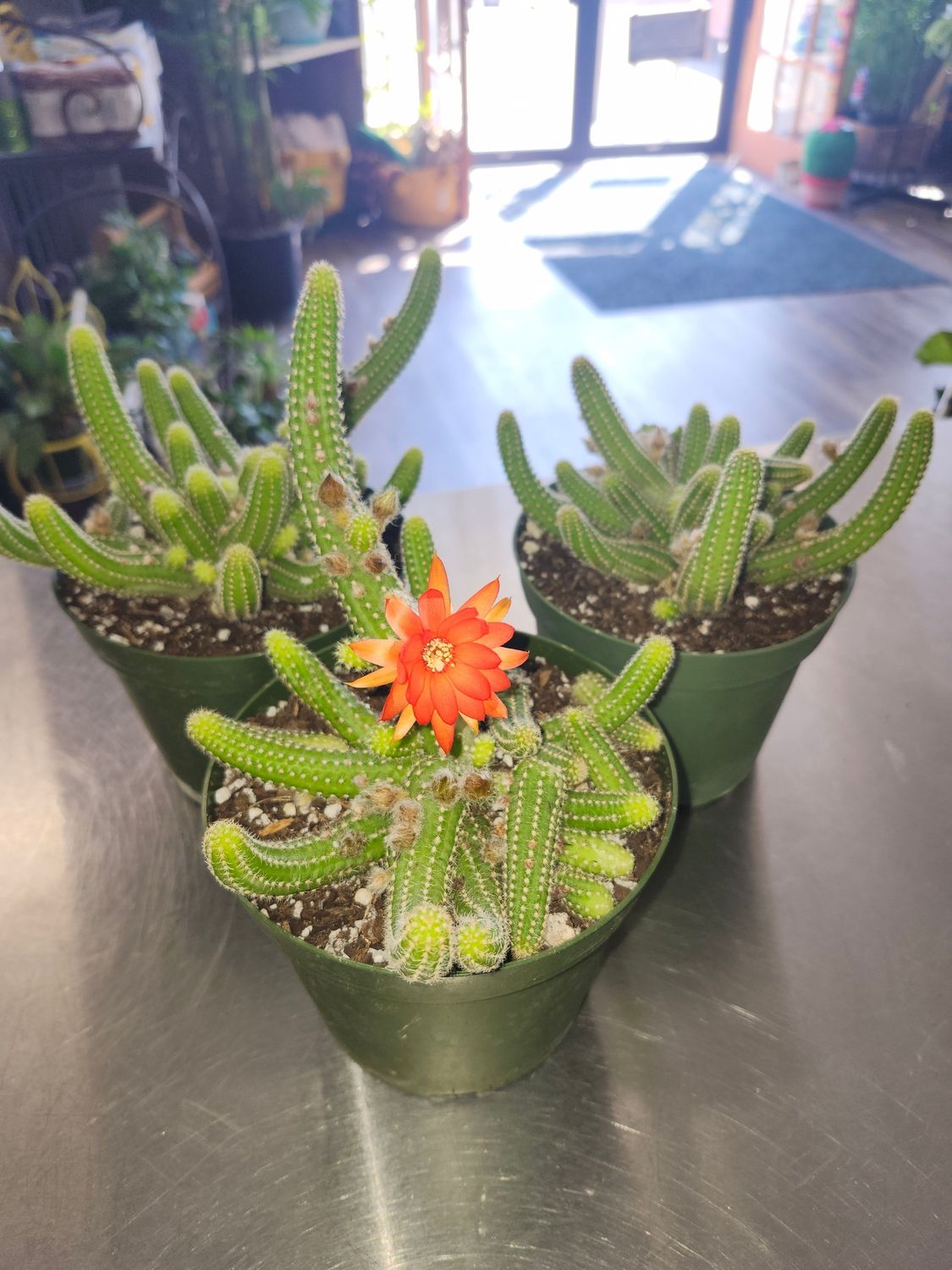PEANUT CACTUS 6&quot;