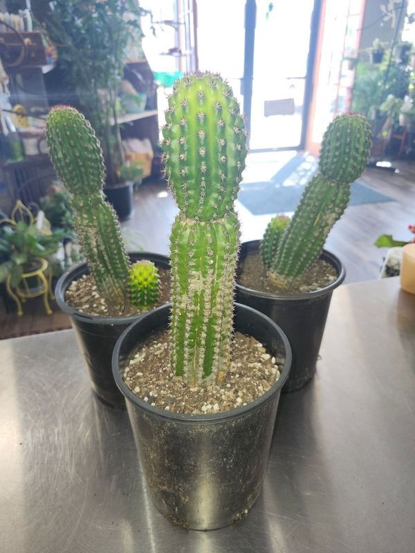CORN COBB CACTUS 6&quot;