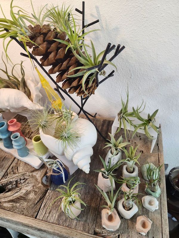AIR PLANT - SMALL