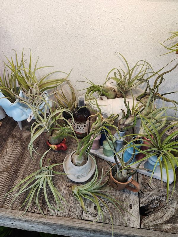 AIR PLANT - MEDIUM