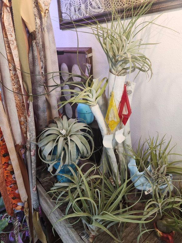 AIR PLANT - LARGE