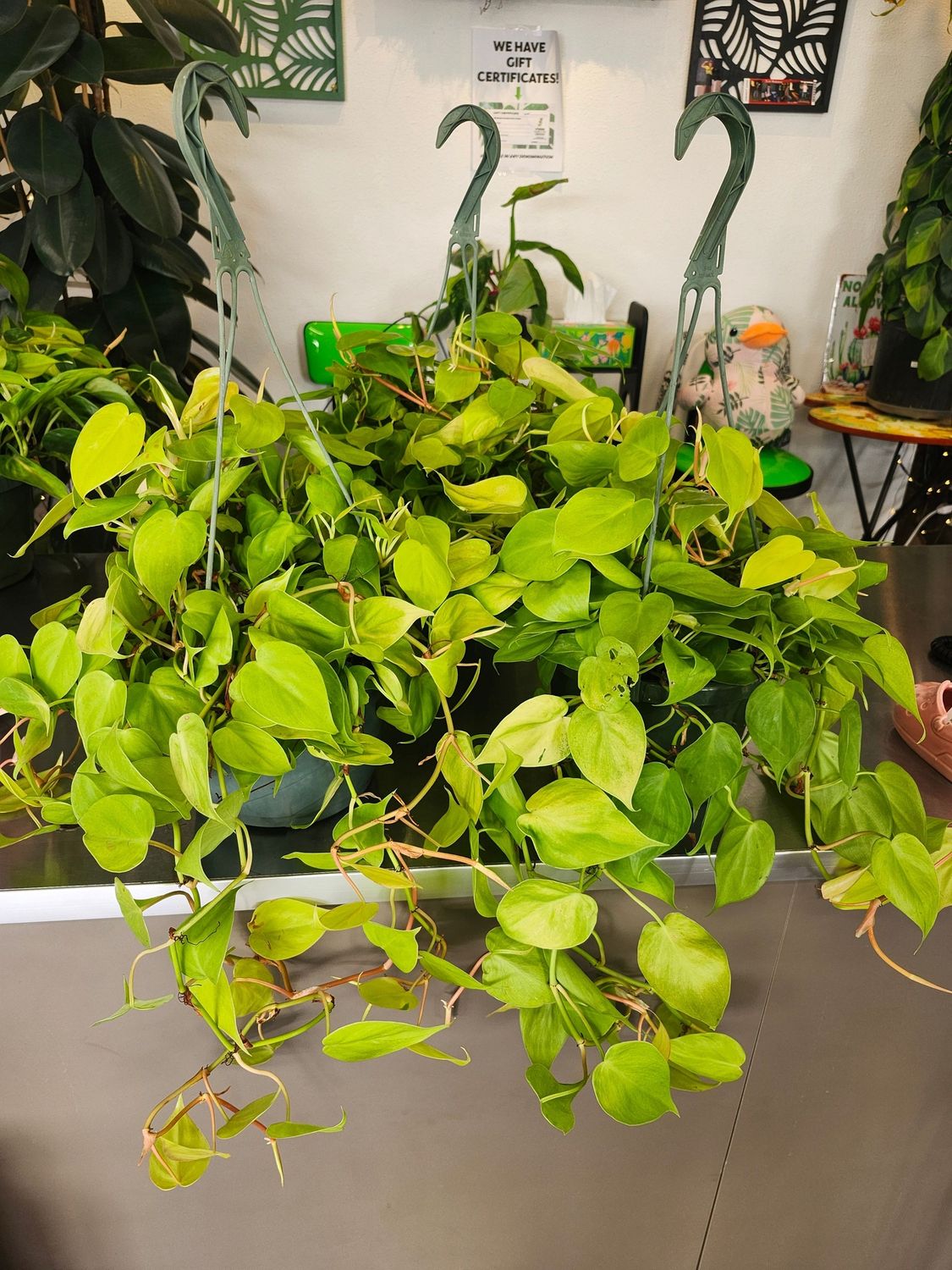 PHILODENDRON LEMON 8&quot; HB