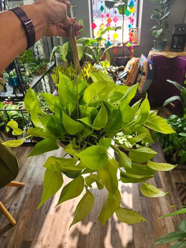 NEON POTHOS 8&quot; HB