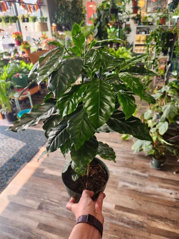 COFFEE PLANT 6&quot;