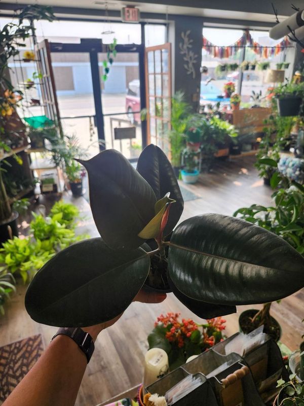 RUBBER TREE 4&quot;