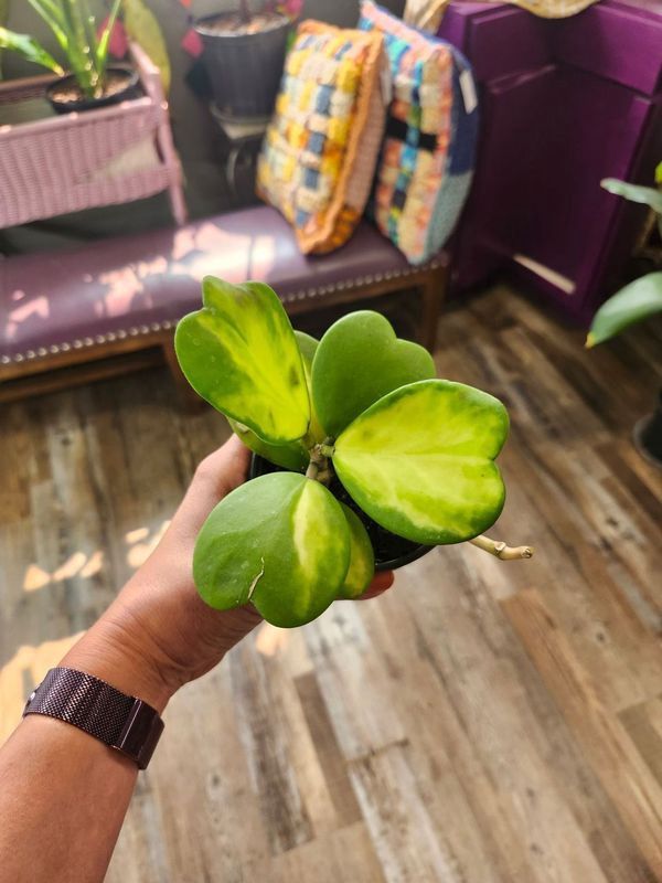 HOYA KERRII VINE 4&quot;