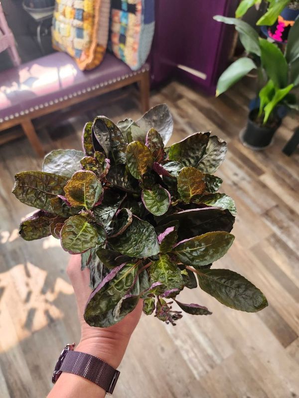 PURPLE WAFFLE 4&quot;