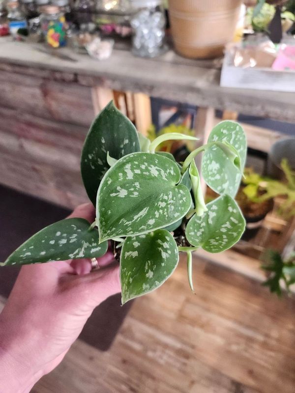 POTHOS SCINDAPSUS 3&quot;