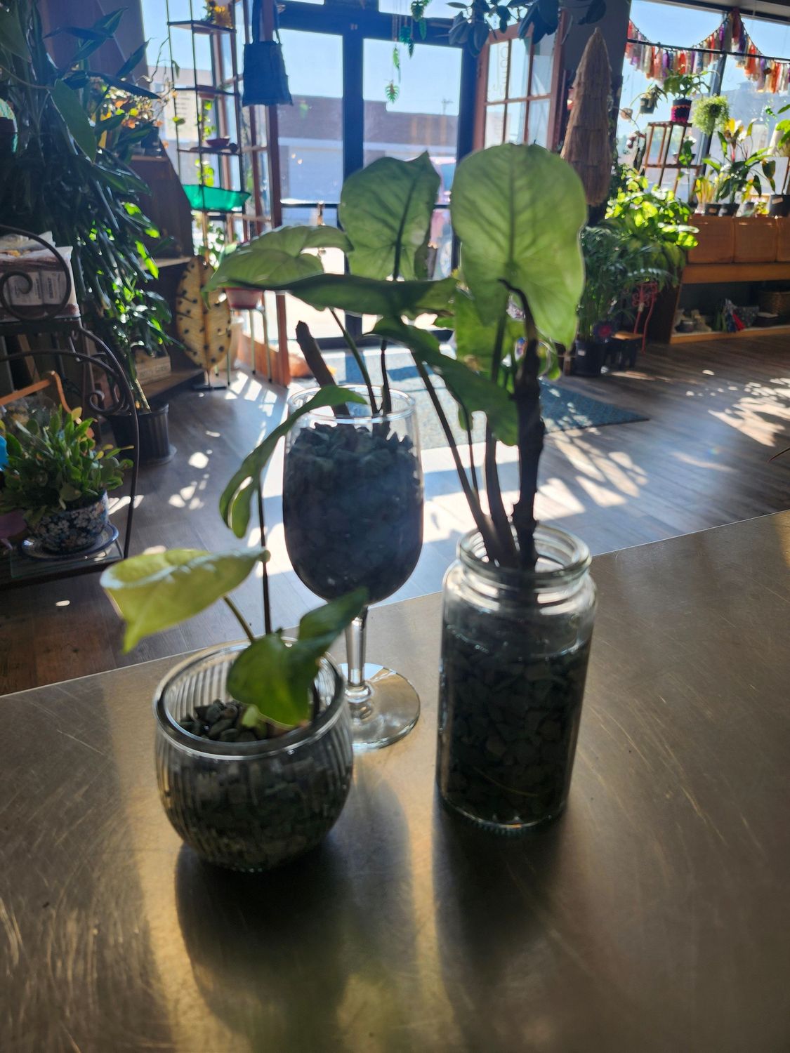 SYNGONIUM IN JAR