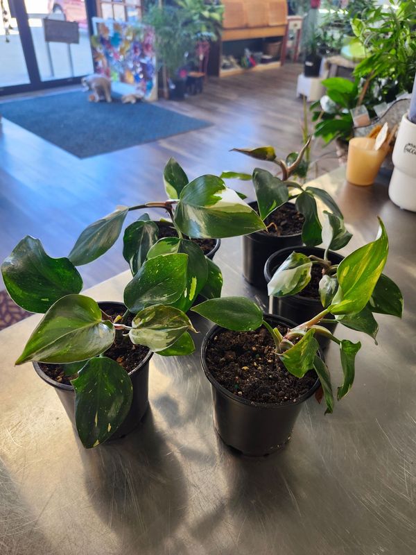 PHILODENDRON WHITE PRINCESS 4&quot;