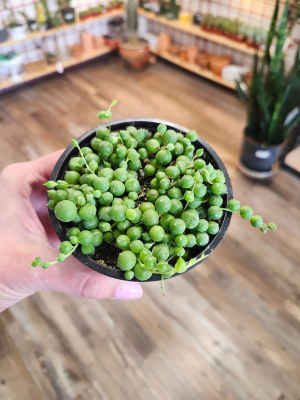 STRING OF PEARLS 4&quot;