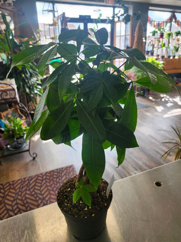 MONEY TREE 6"