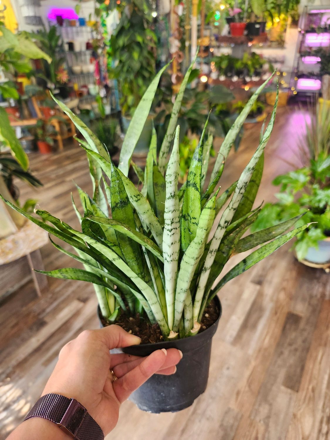 SANSEVIERIA ICICLE 6&quot;