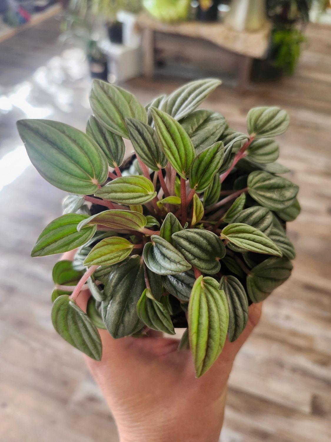PEPEROMIA RIPPLE 4&quot;