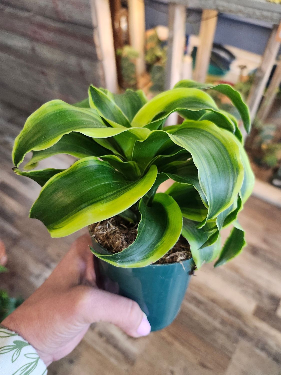 DRACAENA TORNADO 4 INCH