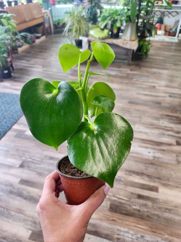 PEPEROMIA RAIN DROP 4&quot;