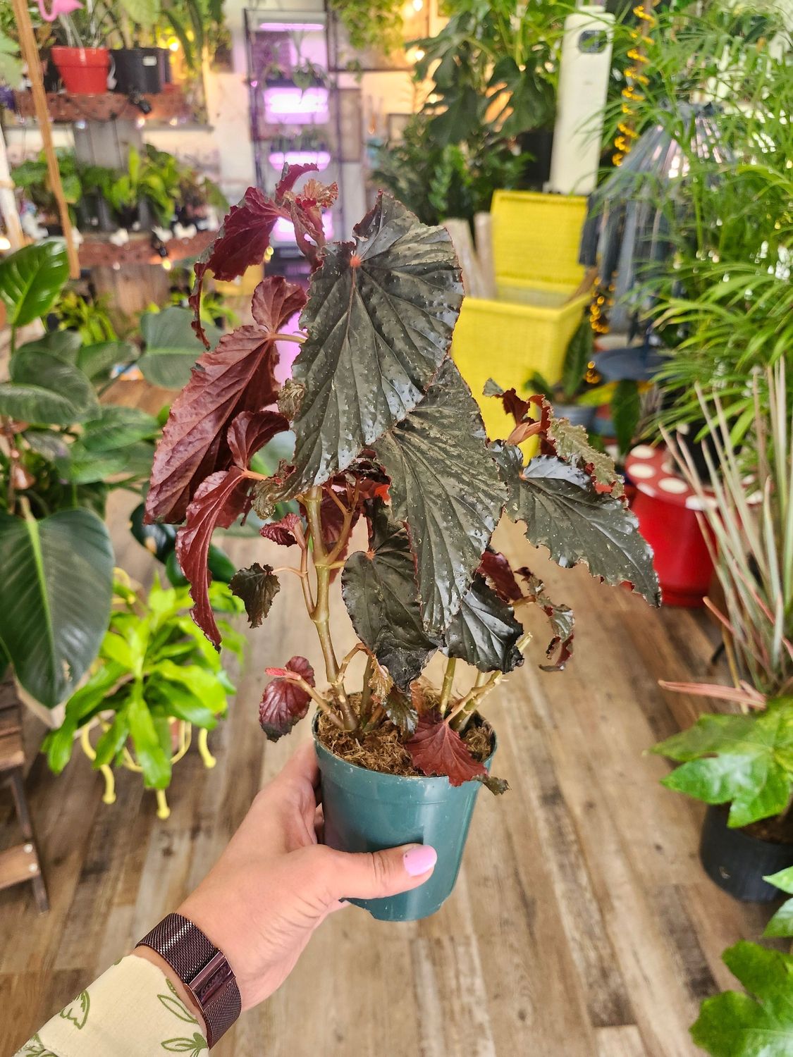 BEGONIA REX 4&quot;
