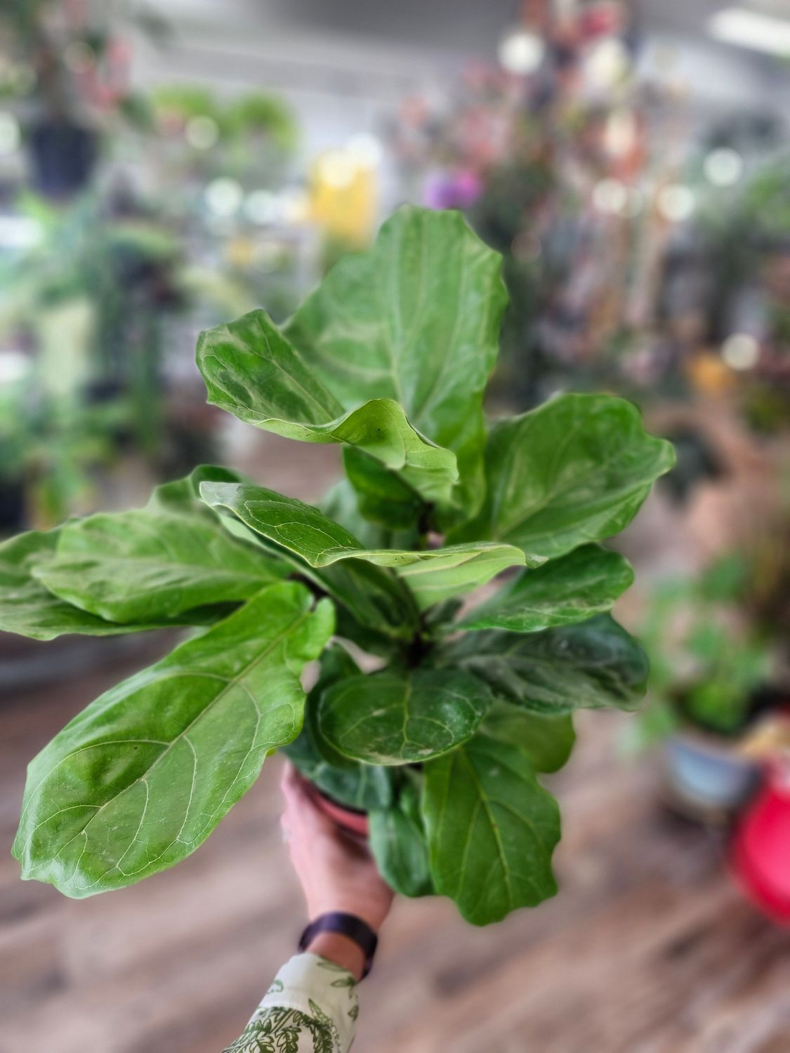 FIDDLE LEAF FIG 6&quot;