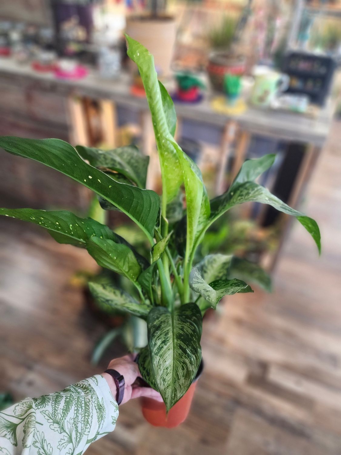 DIEFFENBACHIA HYBRID 6&quot;