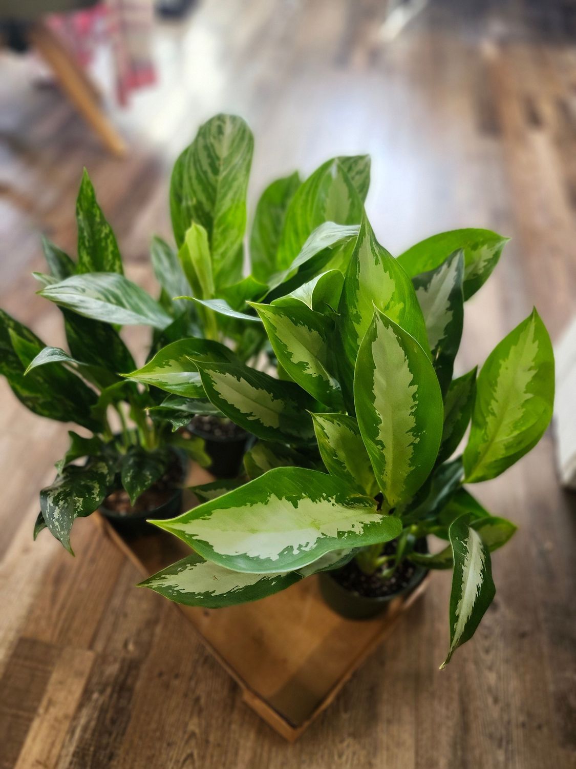 AGLAONEMA HYPBRID 6&quot;