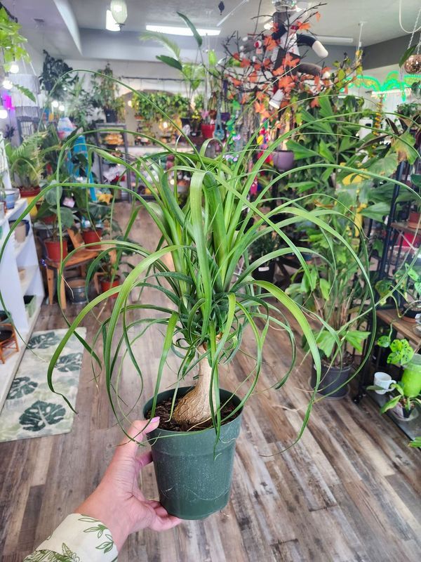 PONYTAIL PALM 6 INCH