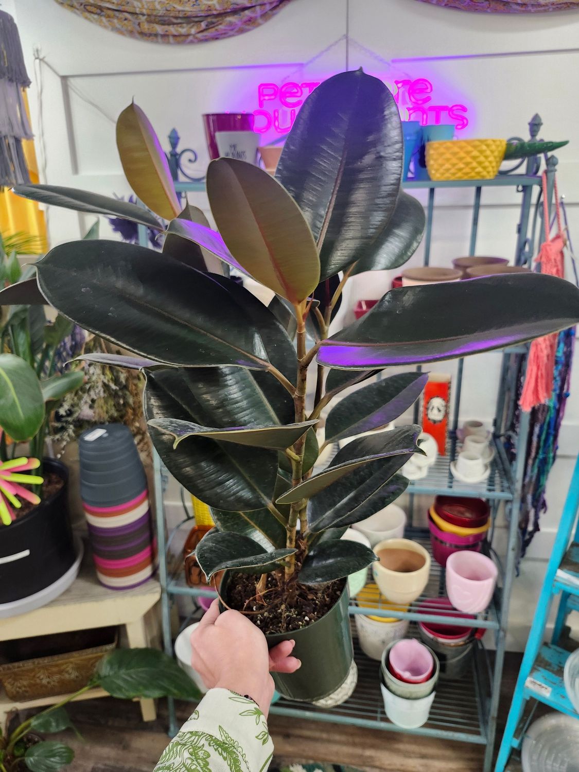 RUBBER TREE 3PP 6&quot;