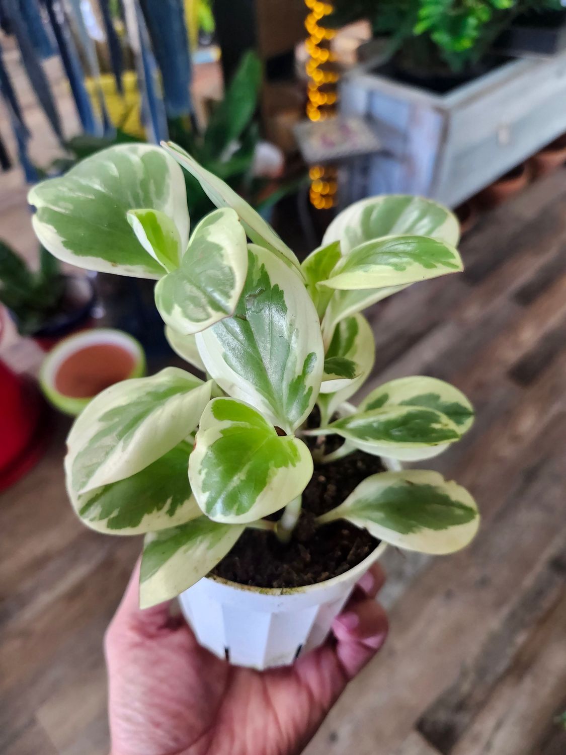 PEPEROMIA VARG 4&quot;