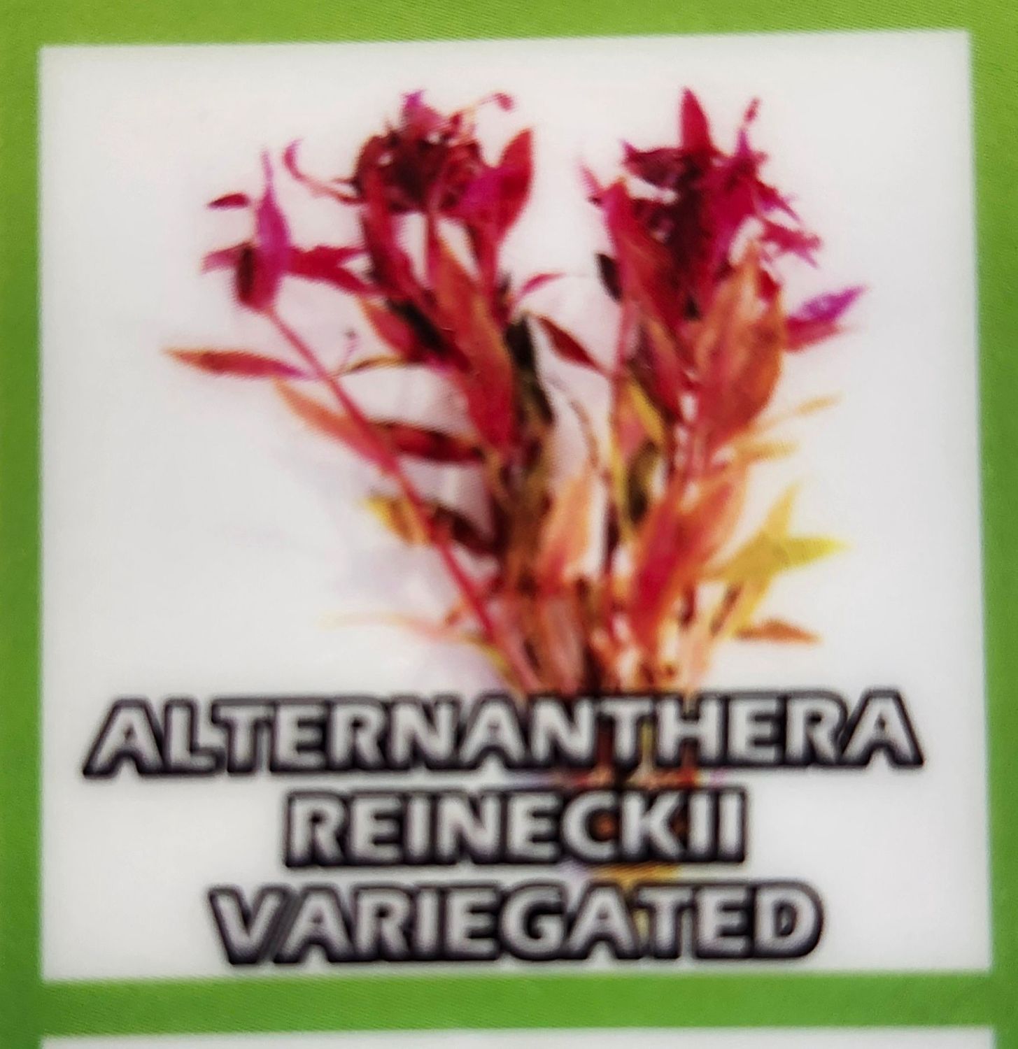 ALTERNANTHERA REINECKII VARG