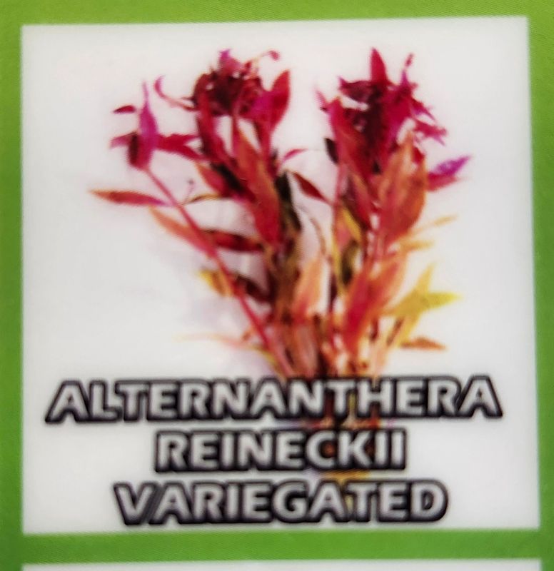 ALTERNANTHERA REINECKII VARG