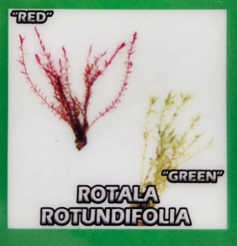 ROTALA ROTUNDIFOLIA RED