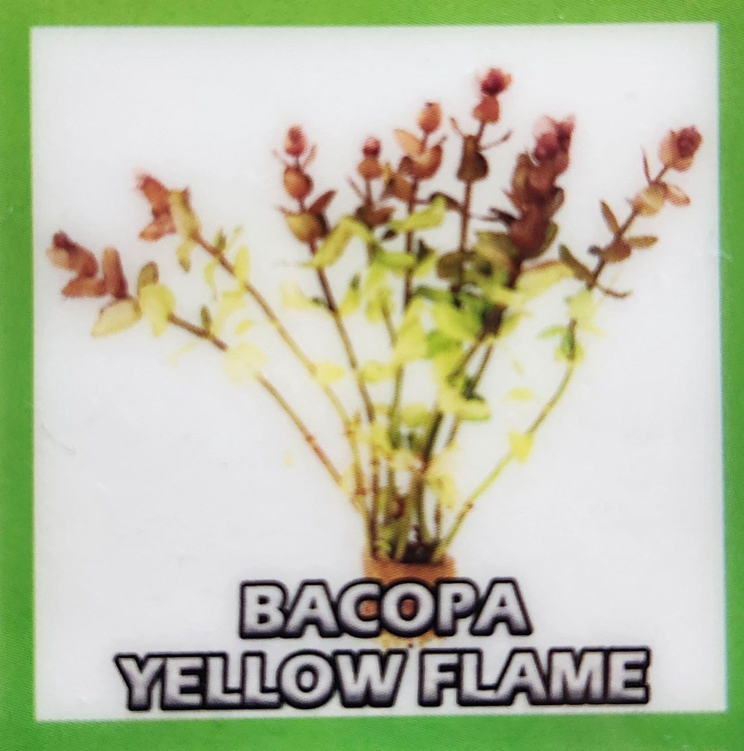 BACOPA CAROLINIANA YELLOW FLAME