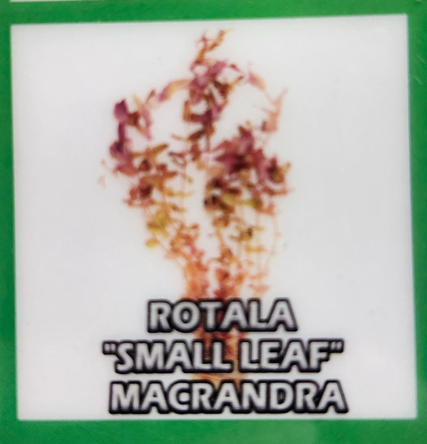 ROTALA MACRANDRA SMALL LEAF