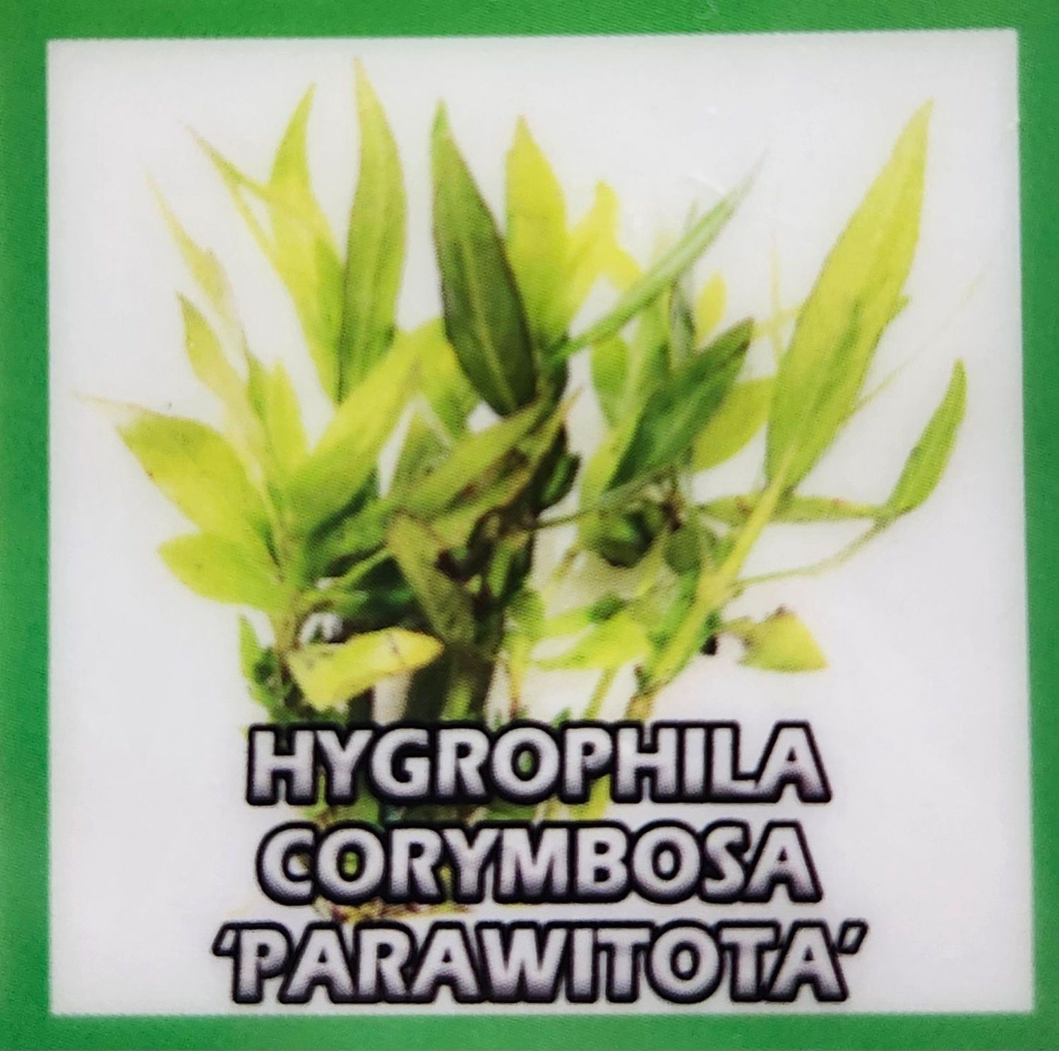 HYGROPHILA CORYMBOSA PARAWITOTA