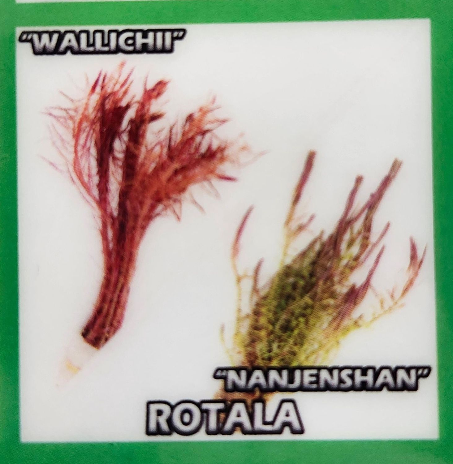 ROTALA NANJENSHAN