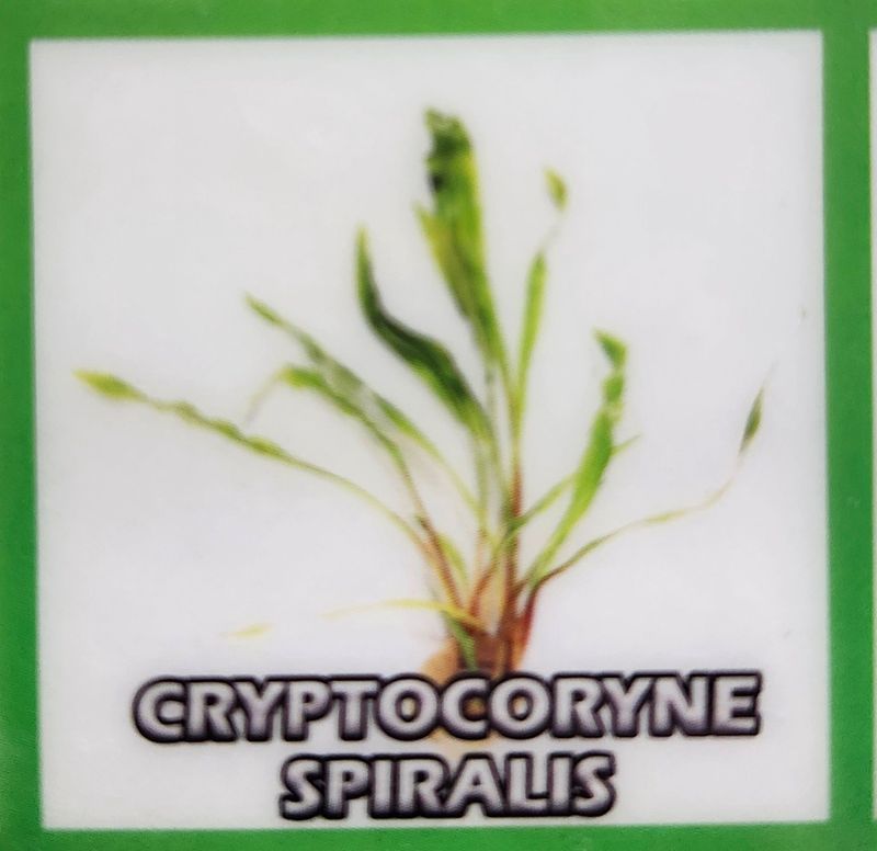CRYPTONCORYNE SPIRALIS