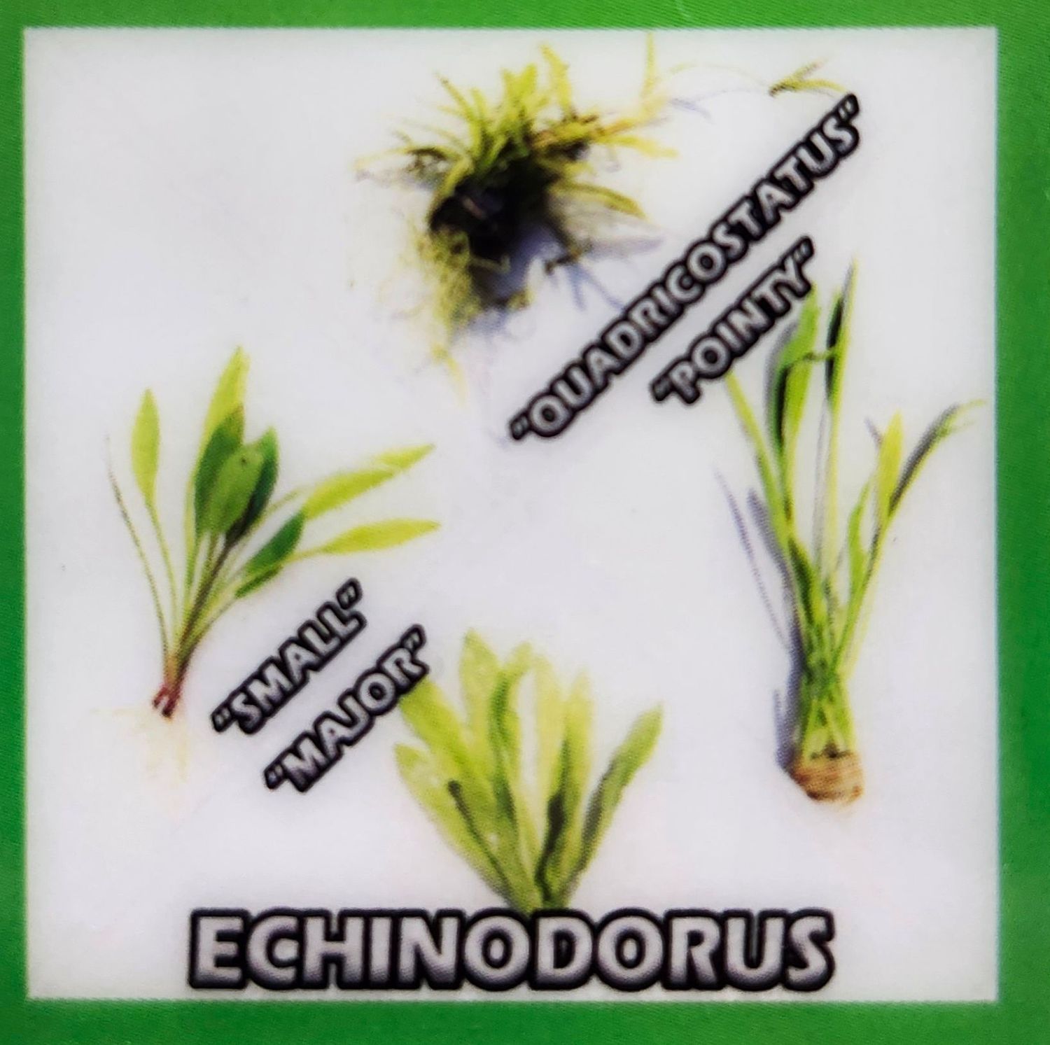 ECHINODORUS POINTY SWORD