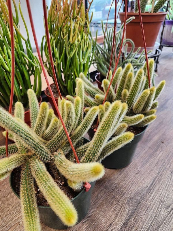 MONKEY TAIL CACTUS 6&quot;