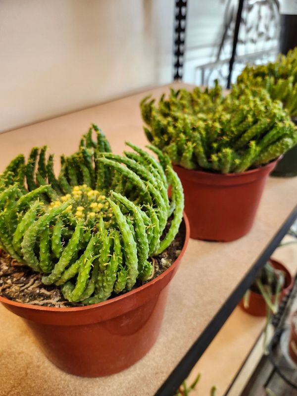 MEDUSA SUCCULENT 6&quot;