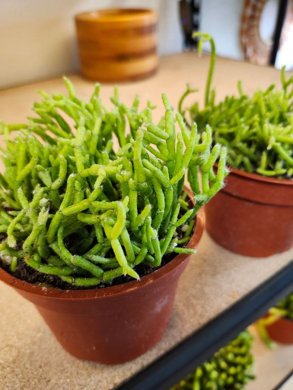 RHIPSALIS 4&quot;