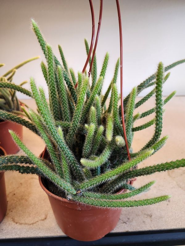 RAT TAIL CACTUS 6&quot;