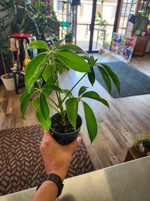 SCHEFFLERA 4&quot;