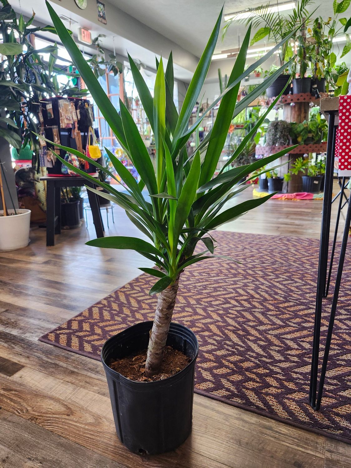 YUCCA TIP 10&quot;